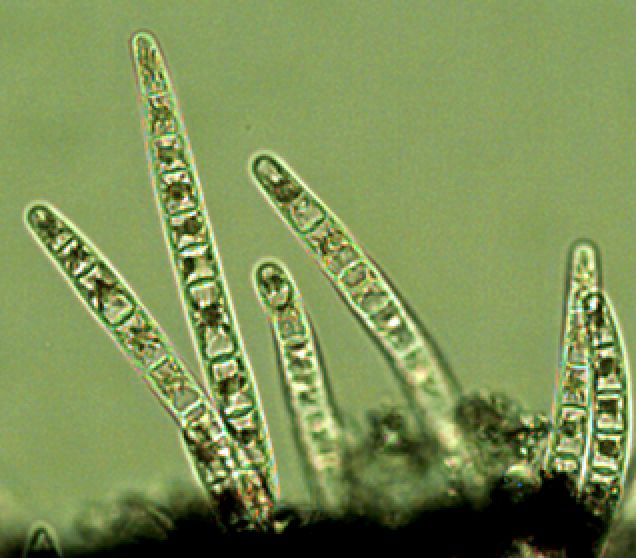 Bangia atropurpurea (Mertens ex Roth) C. Agardh 1824 thumbnail