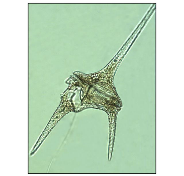 Ceratium hirundinella (O.F. Muller) Dujardin 1841 thumbnail