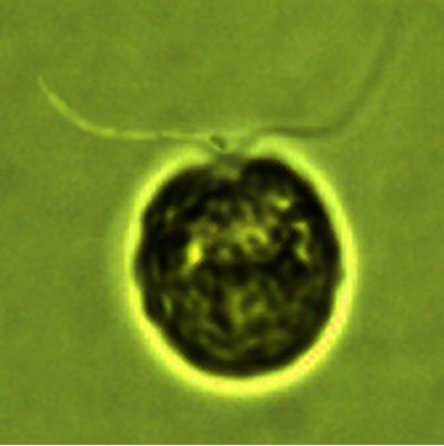 Chlamydomonas sp. Ehrenberg 1833 thumbnail