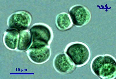 Chroococcus limneticus Lemmermann 1898 — plate 1 (from source)