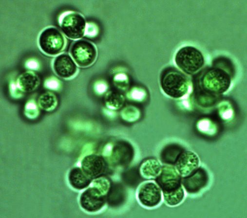 Chroococcus limneticus Lemmermann 1898 — plate 2 (from source)