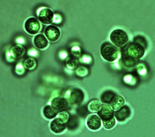 Chroococcus limneticus Lemmermann 1898 — plate 2 (from source)