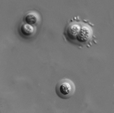Chroococcus minutus (Kützing) Nägeli 1849 — plate 1 (from source)