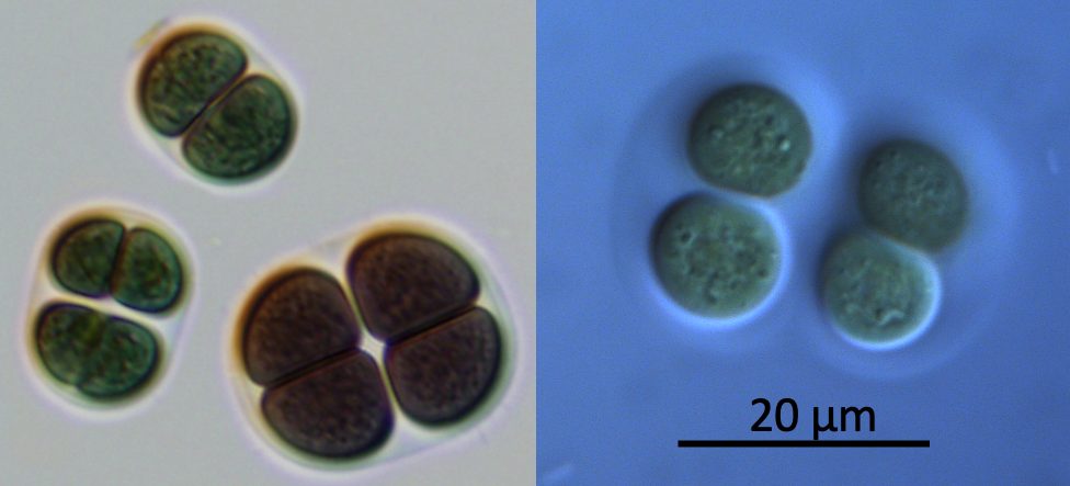 Chroococcus turgidus (Kützing) Nägeli 1849 — plate 2 (from source)