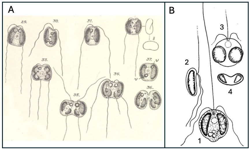 Chrysochromulina parva Lackey 1939 — plate 2 (from source)
