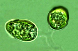 Colacium Ehrenberg 1833 thumbnail