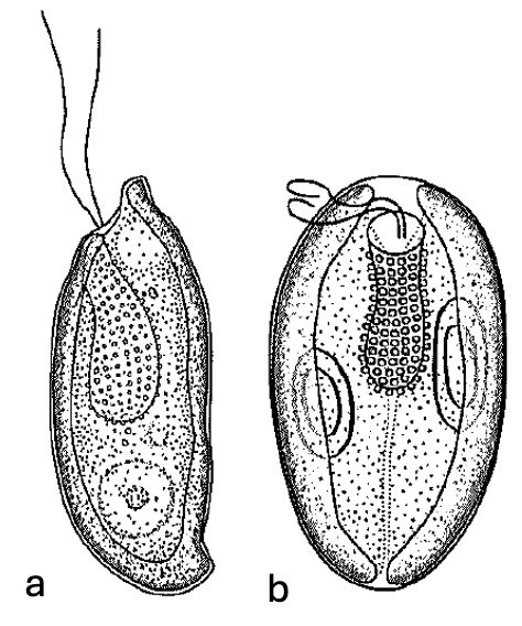 Cryptomonas Ehrenberg 1831 — plate 2 (from source)