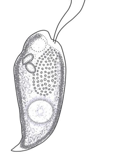 Cryptomonas Ehrenberg 1831 — plate 3 (from source)