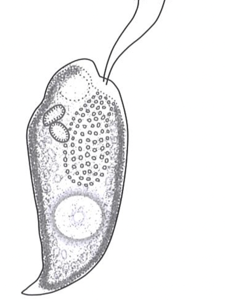 Cryptomonas Ehrenberg 1831 — plate 3 (from source)