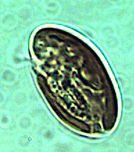 Cryptomonas Ehrenberg 1831 thumbnail