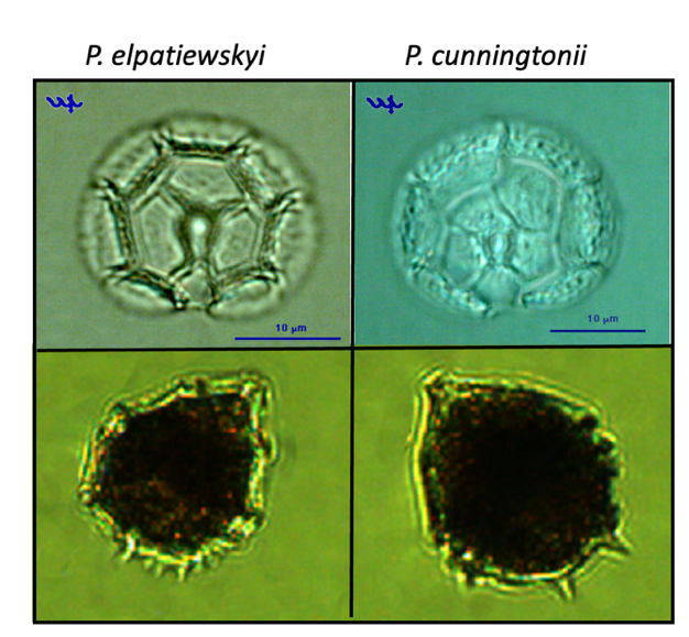 P. cunningtonii vs P. elpatiewskyi — figure 2 (from source)