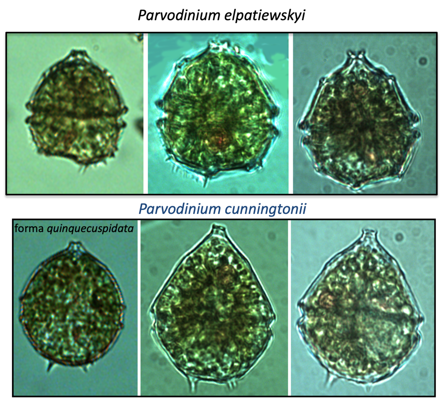 P. cunningtonii vs P. elpatiewskyi — figure 3 (from source)