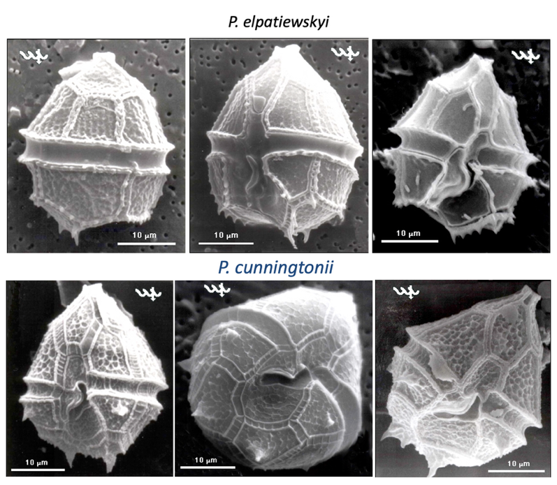 P. cunningtonii vs P. elpatiewskyi — figure 4 (from source)