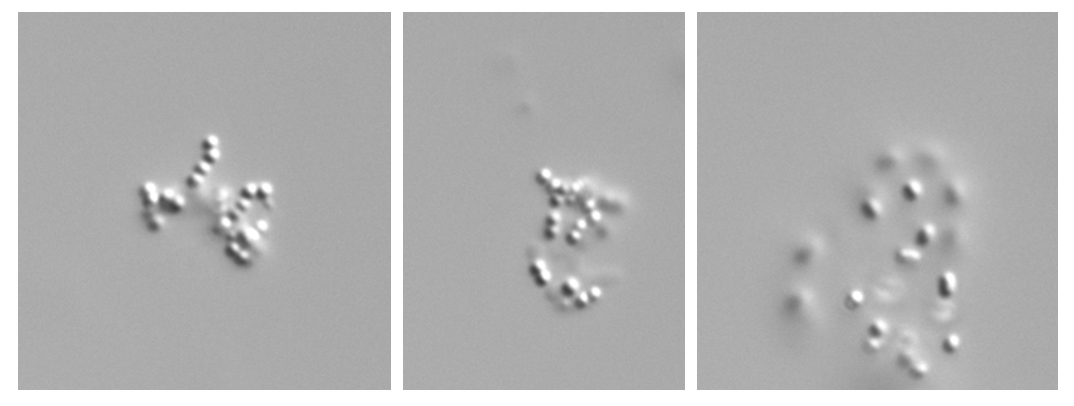 Cyanodictyon imperfectum Cronberg et Weibull 1981 — plate 1 (from source)