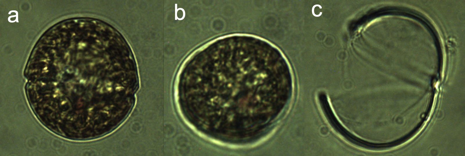 Durinskia oculata (Stein) Gert Hansen et Flaim 2007 — plate 1 (from source)