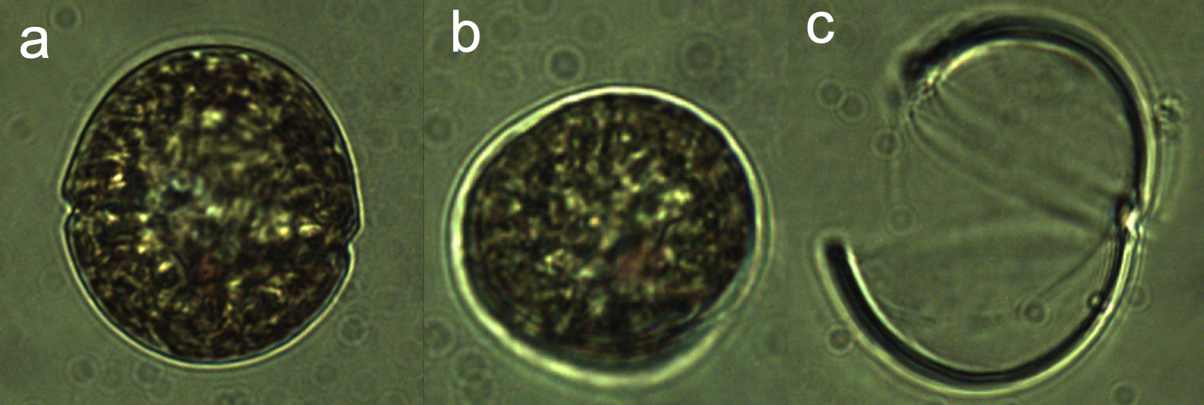 Durinskia oculata (Stein) Gert Hansen et Flaim 2007 — plate 1 (from source)