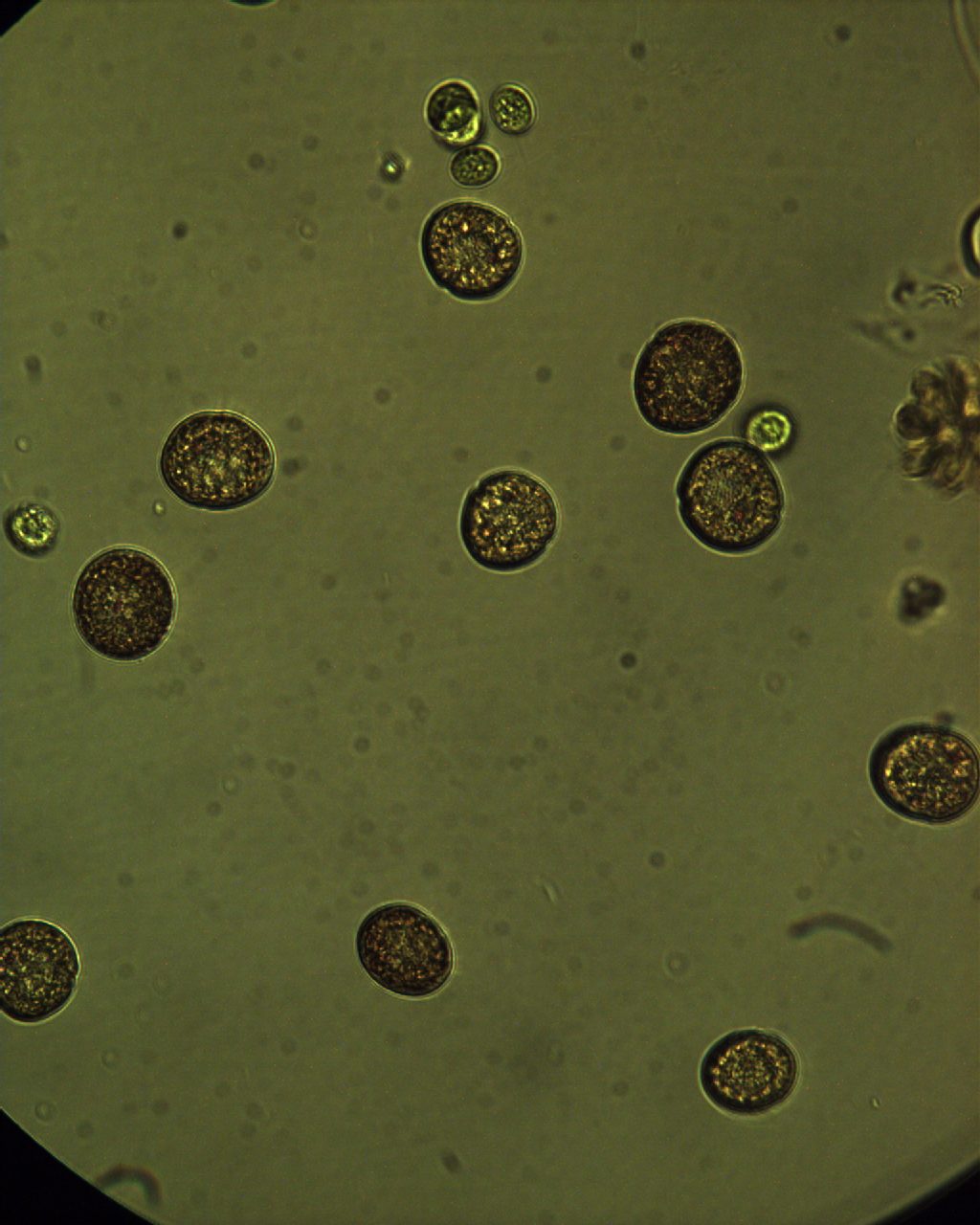 Durinskia oculata (Stein) Gert Hansen et Flaim 2007 — plate 2 (from source)