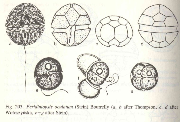 Durinskia oculata (Stein) Gert Hansen et Flaim 2007 — plate 3 (from source)