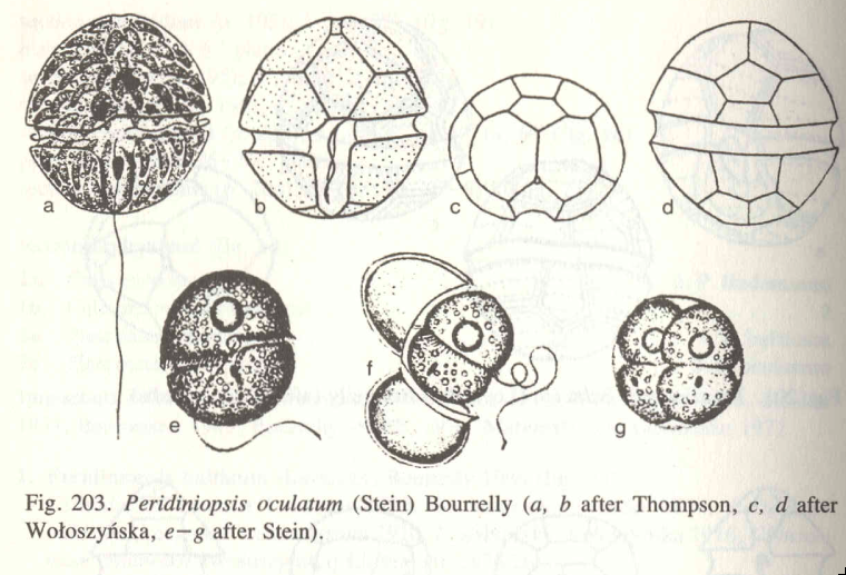 Durinskia oculata (Stein) Gert Hansen et Flaim 2007 — plate 3 (from source)
