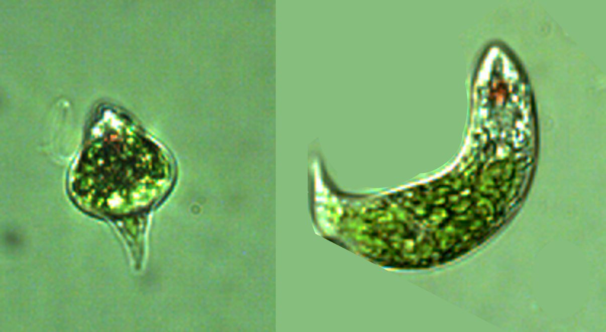Euglena Ehrenberg 1830 — plate 2 (from source)