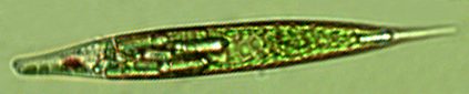 Euglena Ehrenberg 1830 — plate 3 (from source)