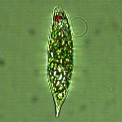 Euglena Ehrenberg 1830 thumbnail