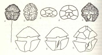 Glochidinium penardiforme (Lemmermann) Boltovskoy 2000 — plate 3 (from source)