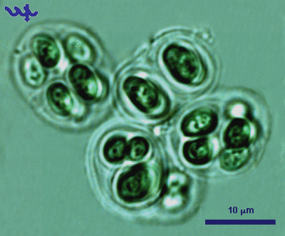 Gloeocapsa sp. 1948 Kützing 1843 — plate 1 (from source)