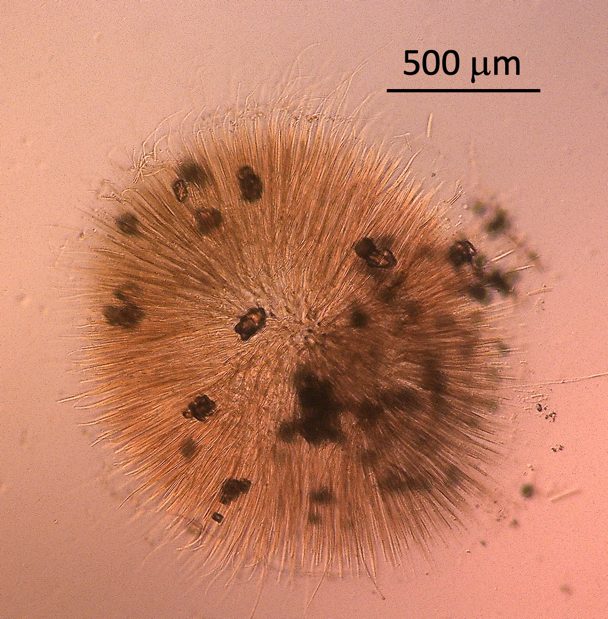 Gloeotrichia pisum Thuret ex Bornet & Flahault 1886 — plate 2 (from source)