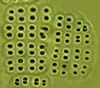 Merismopedia Meyen 1839 thumbnail