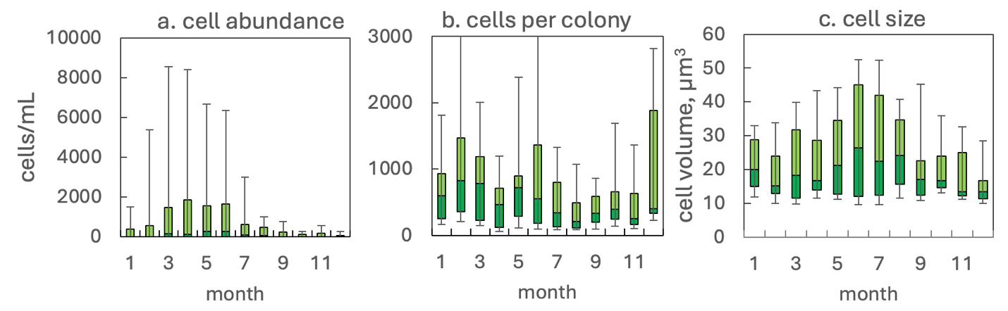 Microcystis aeruginosa (Wittrock) Kirchner 1898 — figure 2 (from source)