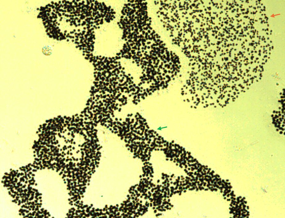 Microcystis aeruginosa (Wittrock) Kirchner 1898 — plate 2 (from source)