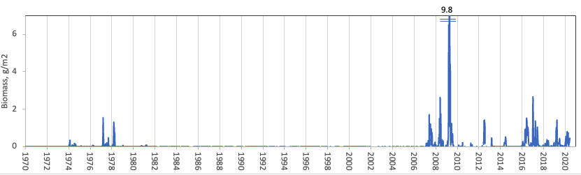 Microcystis botrys Teiling 1942 — figure 1 (from source)