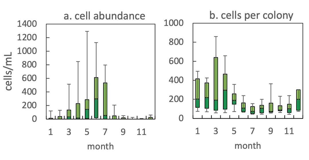 Microcystis botrys Teiling 1942 — figure 2 (from source)