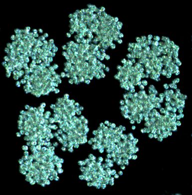 Microcystis botrys thumbnail