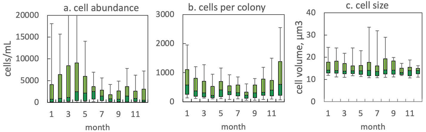 Microcystis flos-aquae (Wittrock) Kirchner 1898 — figure 2 (from source)