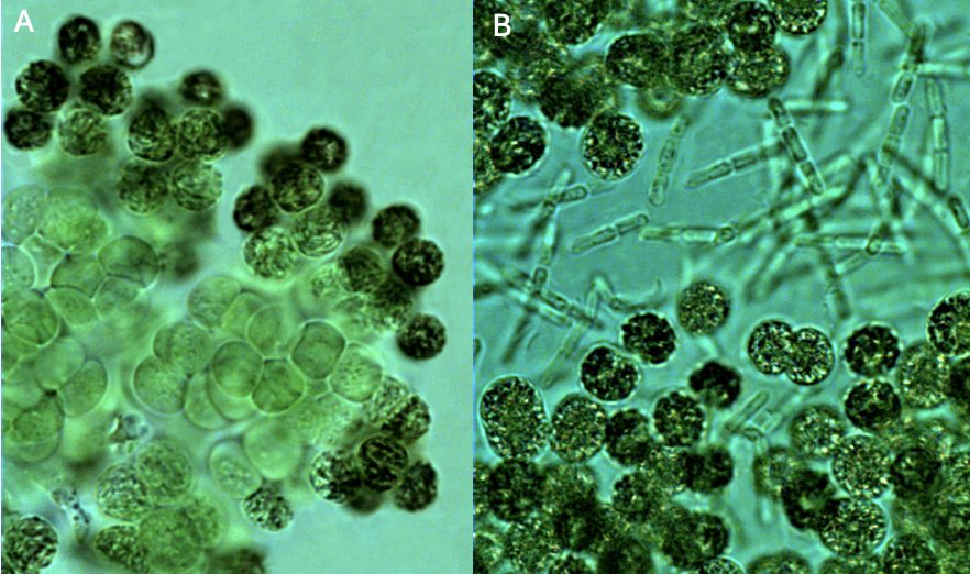 Microcystis flos-aquae (Wittrock) Kirchner 1898 — plate 2 (from source)