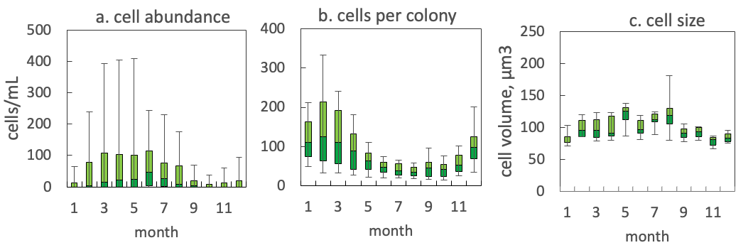 Microcystis wesenbergii (Komárek) Komárek ex Komárek 2006 — figure 2 (from source)