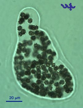 Microcystis wesenbergii (Komárek) Komárek ex Komárek 2006 — plate 1 (from source)