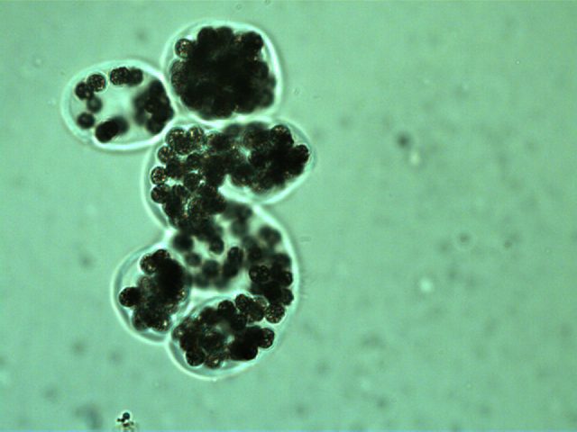 Microcystis wesenbergii (Komárek) Komárek ex Komárek 2006 — plate 2 (from source)