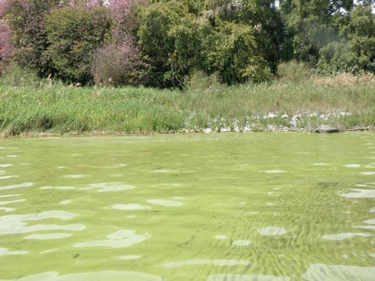 Microcystis thumbnail