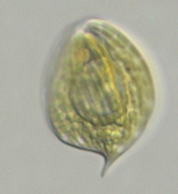 Phacus longicauda (Ehrenberg) Dujardin 1841 thumbnail
