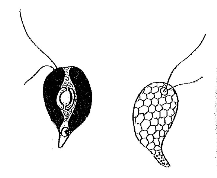 Plagioselmis nannoplanctica (Skuja) Novarino et al. 1994 — plate 2 (from source)