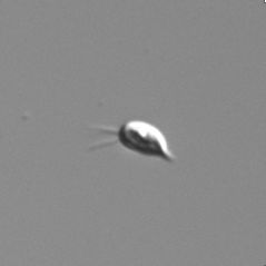 Plagioselmis nannoplanctica (Skuja) Novarino et al. 1994 thumbnail
