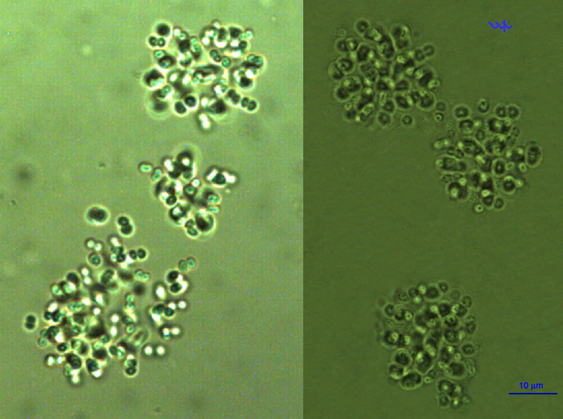 Radiocystis geminata Skuja 1948 — plate 1 (from source)