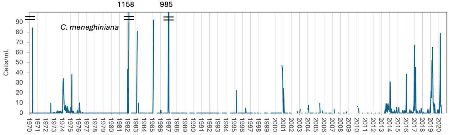 Stephanocyclus meneghinianus (Kützing) Kukikovskiy, Genkal & Kociolek 2022 — figure 1 (from source)