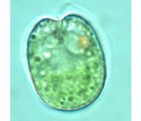 Tetraselmis cordiformis (Carter) Stein 1878 thumbnail